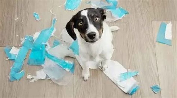 Why Does My Dog Eat My Pads