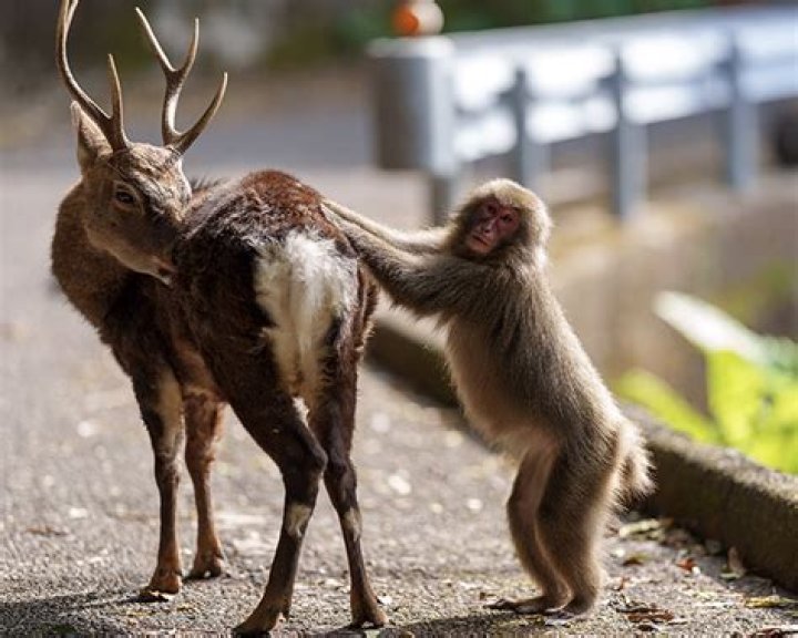 Why does the Japanese macaque have thick fur