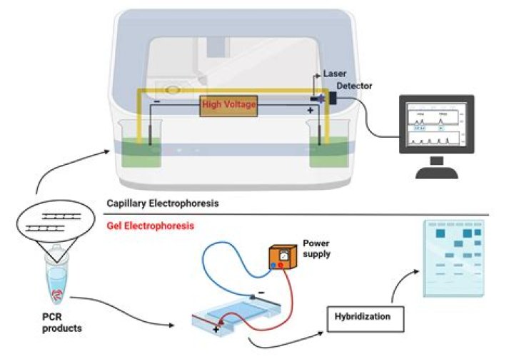 Why is capillary electrophoresis important