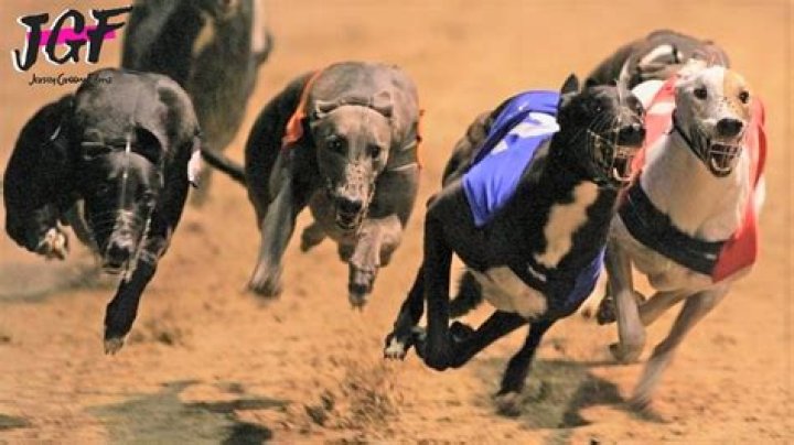 Why is greyhound racing popular