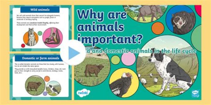 Why is hearing important to humans and animals