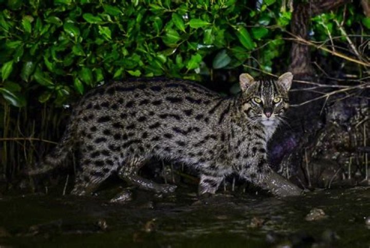 Why is it called a fishing cat