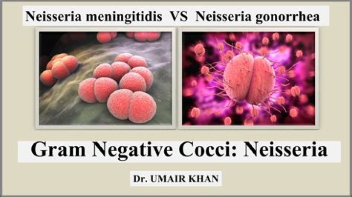 Why is Neisseria meningitidis Gram negative