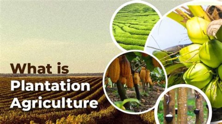 Why is plantation agriculture