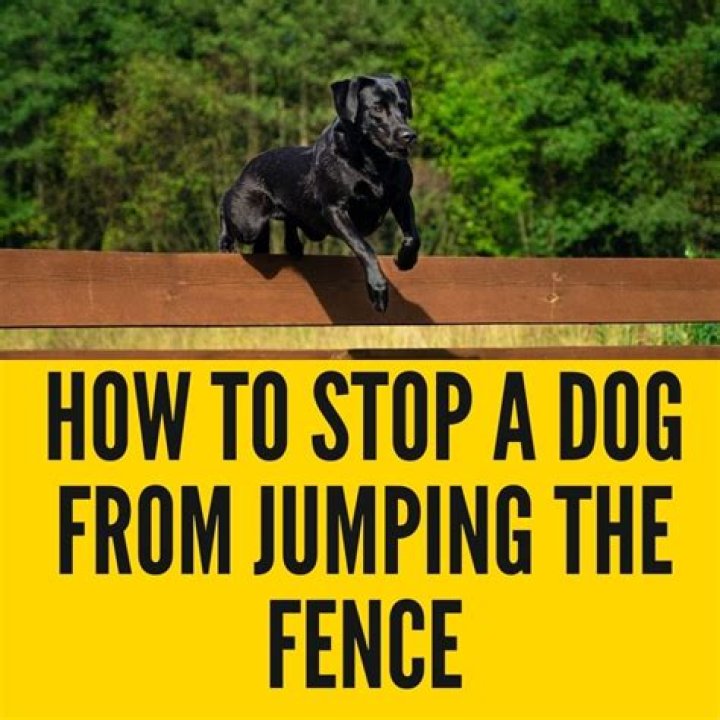 Will A Harness Stop My Dog From Jumping The Fence