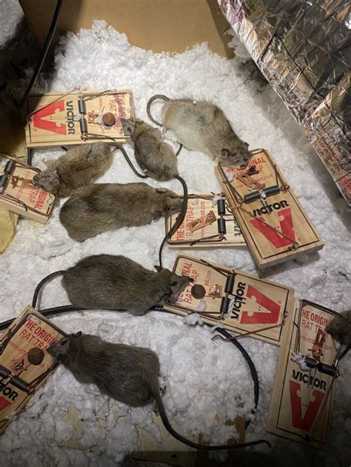 Will a smoke bomb get rid of rats