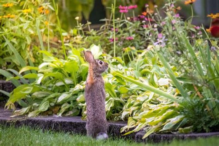 Will fox urine keep rabbits away