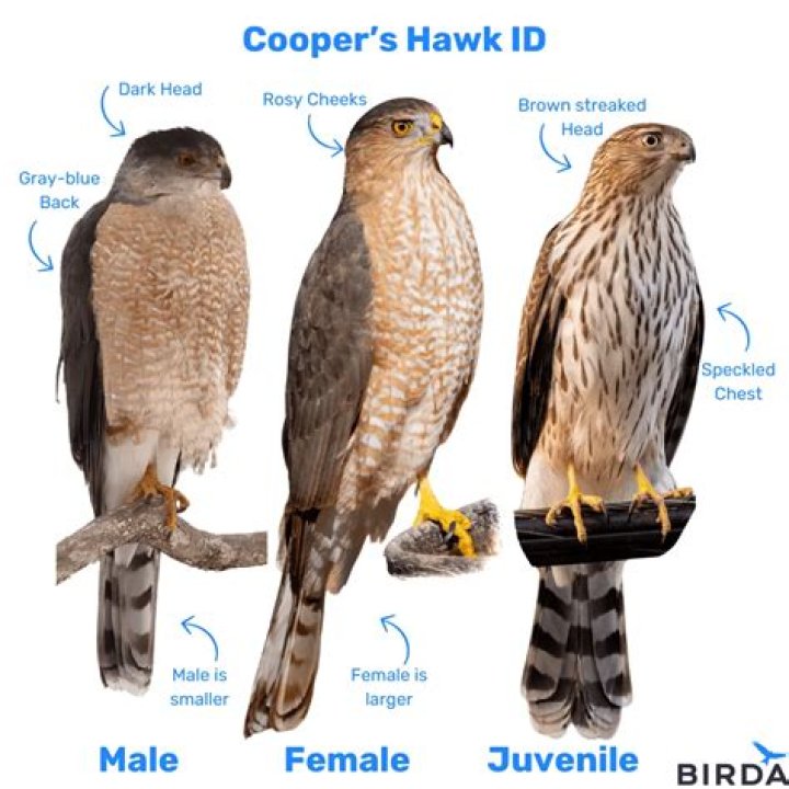 Would a hawk kill a rabbit